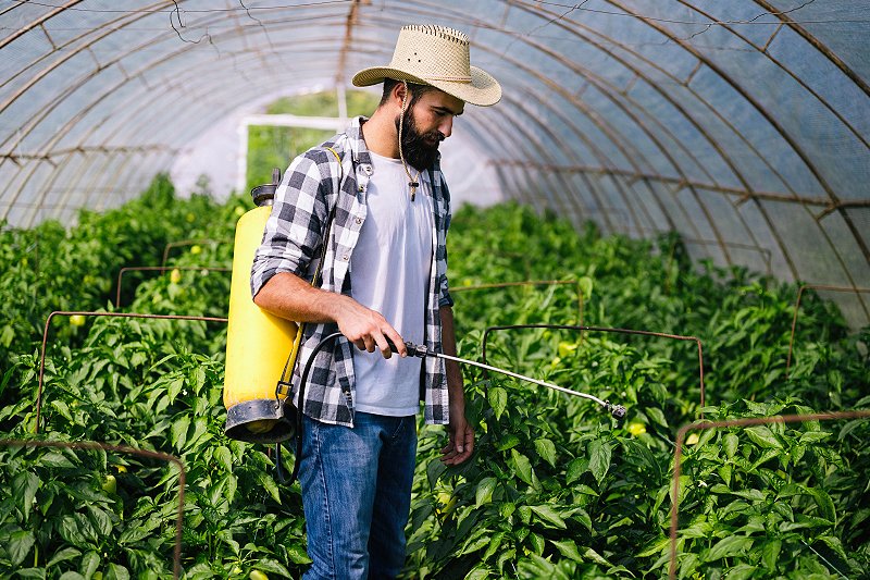 Healthy crop field representing Mikusu India's agricultural focus